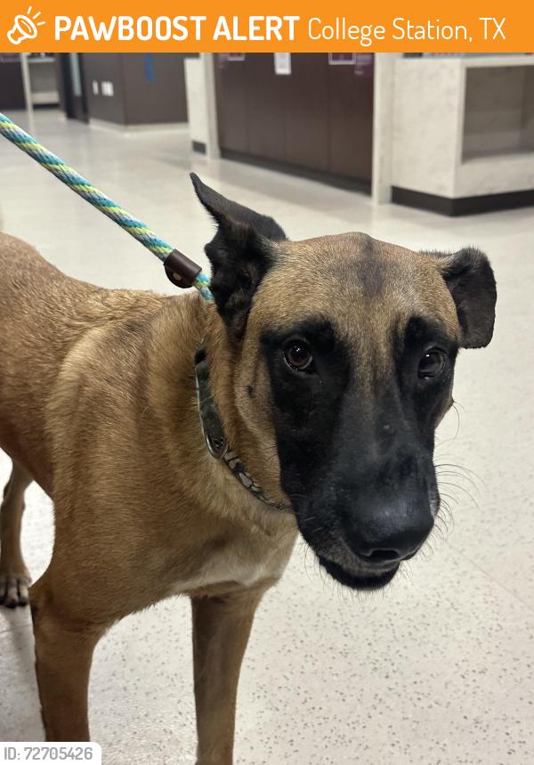 Found/Stray Male Dog last seen Near Canyon Creek Circle, College Station, TX 77840