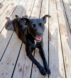 Found/Stray Female Dog last seen E Morehead Ave & OK-24, McClain County, OK 73080