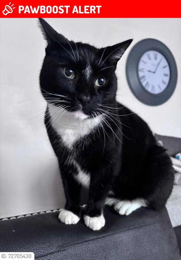 Lost Male Cat last seen Witton lakes, West Midlands, England B23