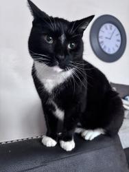 Lost Male Cat last seen Witton lakes , West Midlands, England B23