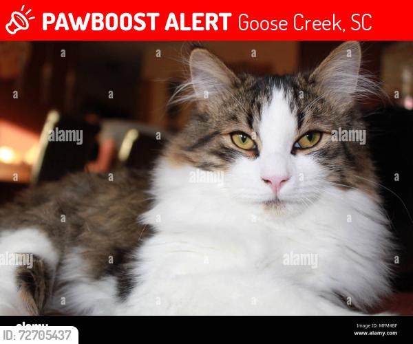 Lost Male Cat last seen Rahway rd goose creek sc, Goose Creek, SC 29445