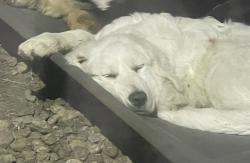 Lost Male Dog last seen Hayes sherman, Grayson County, TX 75090