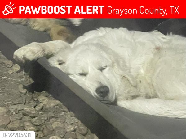 Lost Male Dog last seen Hayes sherman, Grayson County, TX 75090