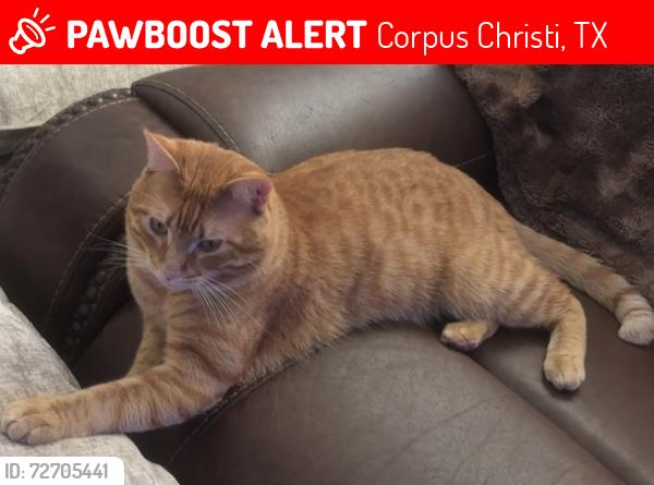 Lost Male Cat last seen Nile Dr and Williams , Corpus Christi, TX 78412