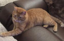 Lost Male Cat last seen Nile Dr and Williams , Corpus Christi, TX 78412