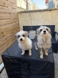 Found/Stray Female Dog last seen Lanier Playground, Philadelphia, PA 19145