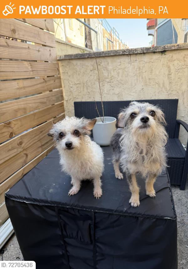 Found/Stray Female Dog last seen Lanier Playground, Philadelphia, PA 19145