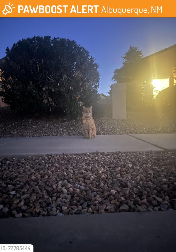 Found/Stray Unknown Cat last seen Near La Caverna Ave NE 87122, Albuquerque, NM 87122