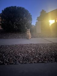 Found/Stray Unknown Cat last seen Near La Caverna Ave NE 87122, Albuquerque, NM 87122