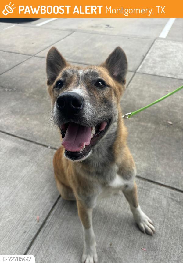 Found/Stray Male Dog last seen Pine market  in woodforest , Montgomery, TX 77316