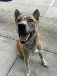 Found/Stray Male Dog last seen Pine market  in woodforest , Montgomery, TX 77316