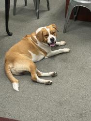 Found/Stray Male Dog last seen Messer Airport Highway, Birmingham, AL 35222