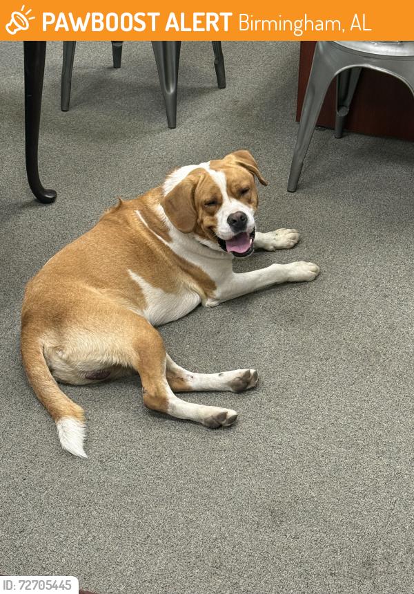 Found/Stray Male Dog last seen Messer Airport Highway, Birmingham, AL 35222