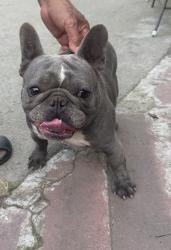 Found/Stray Female Dog last seen Strivens Avenue, Modesto, CA 95350