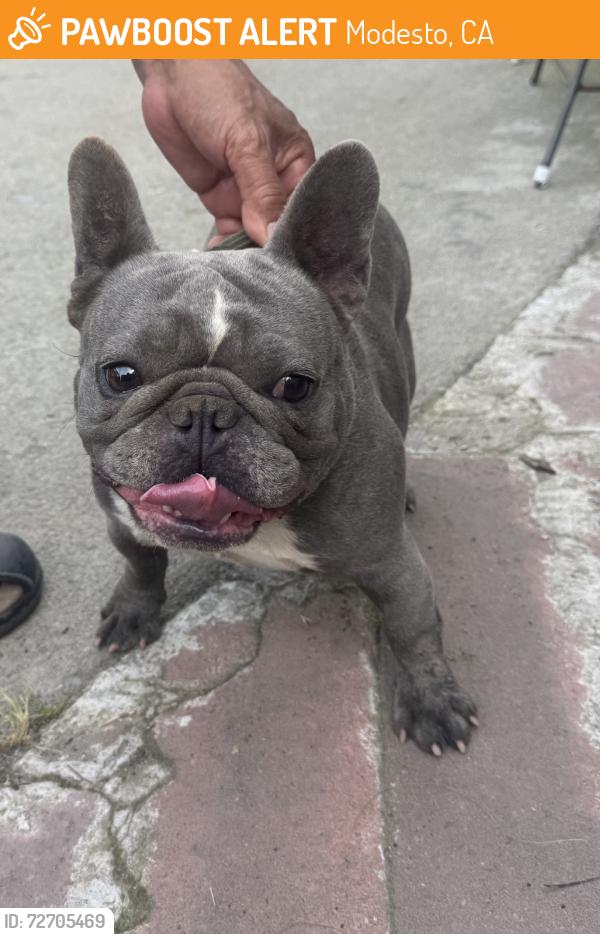 Found/Stray Female Dog last seen Strivens Avenue, Modesto, CA 95350