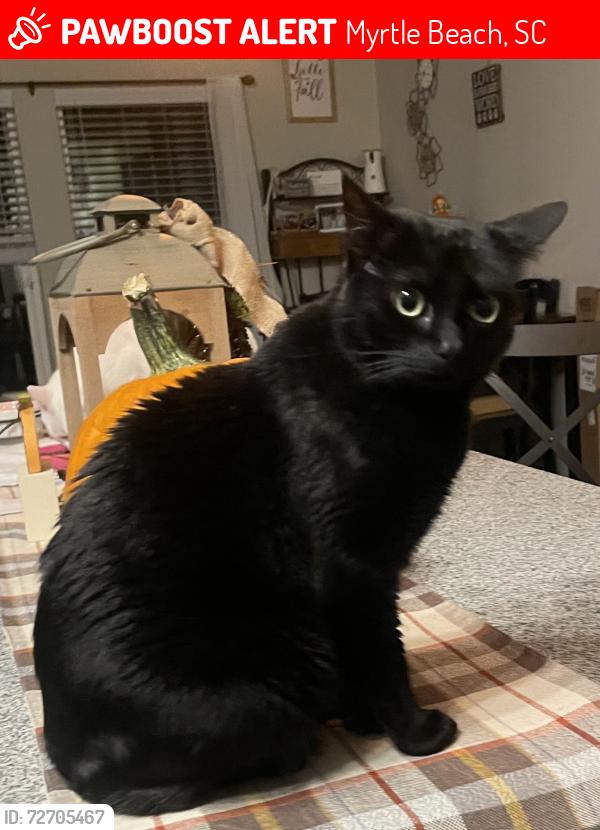 Lost Female Cat last seen Hinson dr Grey Fox Ln, Myrtle Beach, SC 29579