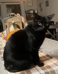 Lost Female Cat last seen Hinson dr Grey Fox Ln, Myrtle Beach, SC 29579
