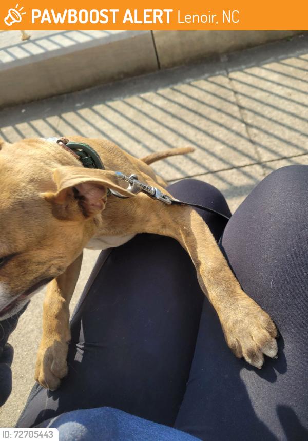 Found/Stray Male Dog last seen Stoplight at old post office downtown lenoir , Lenoir, NC 28645
