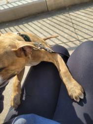 Found/Stray Male Dog last seen Stoplight at old post office downtown lenoir , Lenoir, NC 28645