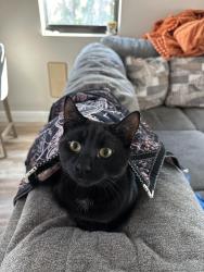 Lost Male Cat last seen Near Pennykamp ave, Charlotte County, FL 33953