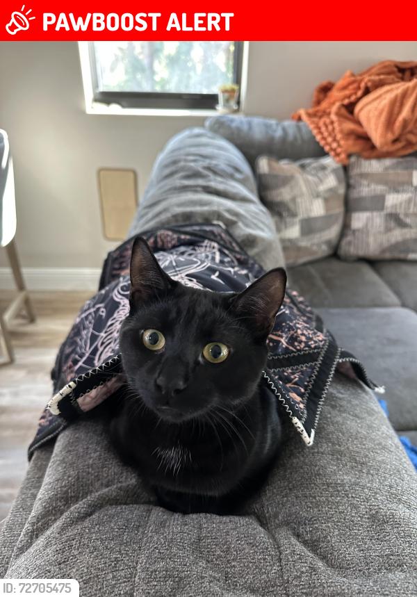 Lost Male Cat last seen Near Pennykamp ave, Charlotte County, FL 33953