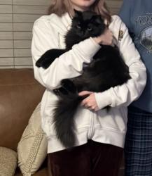 Lost Female Cat last seen Deerflat and N School, Kuna, ID 83634