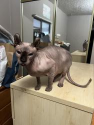 Found/Stray Female Cat last seen Granada and Avenue 52, Los Angeles, CA 90042