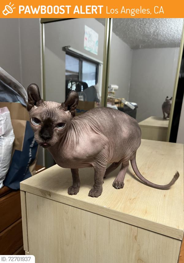Found/Stray Female Cat last seen Granada and Avenue 52, Los Angeles, CA 90042
