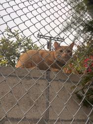 Found/Stray Male Cat last seen Vden and Nordhodf, Los Angeles, CA 91324