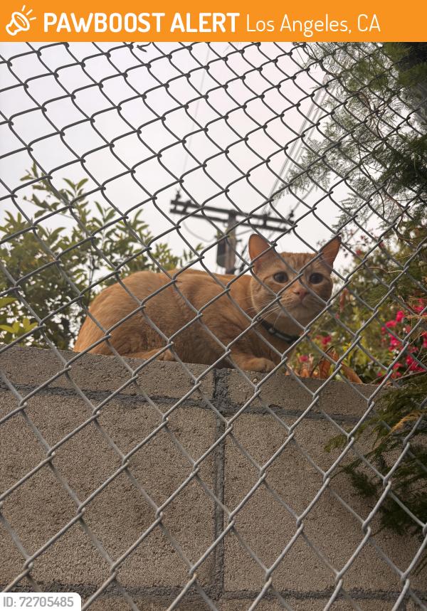 Found/Stray Male Cat last seen Vden and Nordhodf, Los Angeles, CA 91324