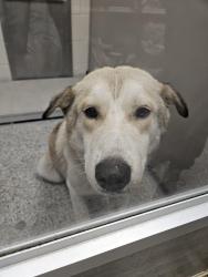Found/Stray Male Dog last seen Off of Rayford, near True Companion Animal hosp, Spring, TX 77386