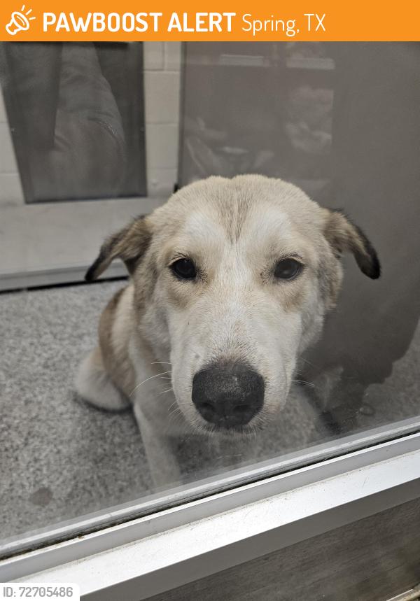 Found/Stray Male Dog last seen Off of Rayford, near True Companion Animal hosp, Spring, TX 77386