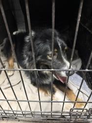 Found/Stray Unknown Dog last seen Lil ave , Rio Rancho, NM 87144