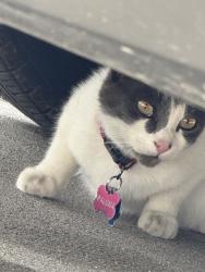 Found/Stray Female Cat last seen Near and Nfwy, Houston, TX 77090