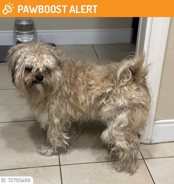 Found/Stray Male Dog last seen Village West and Van Buren , March Air Reserve Base, CA 92508