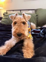 Lost Female Dog last seen Coventry Rd and Chelsea Cicrle, Decatur, GA 30030