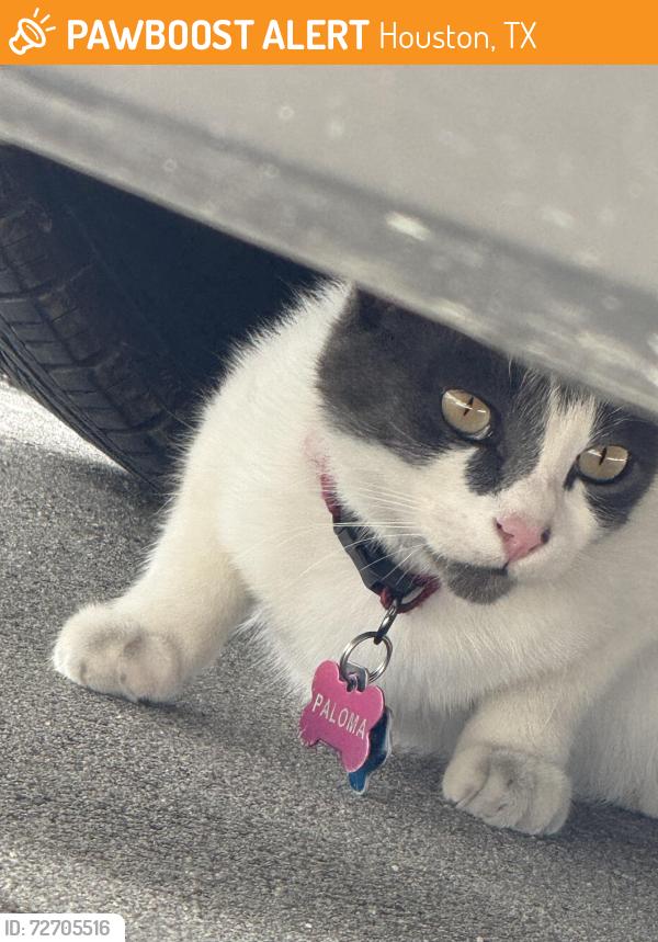 Found/Stray Unknown Cat last seen Near and 45, Houston, TX 77373