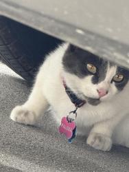 Found/Stray Unknown Cat last seen Near and 45, Houston, TX 77373