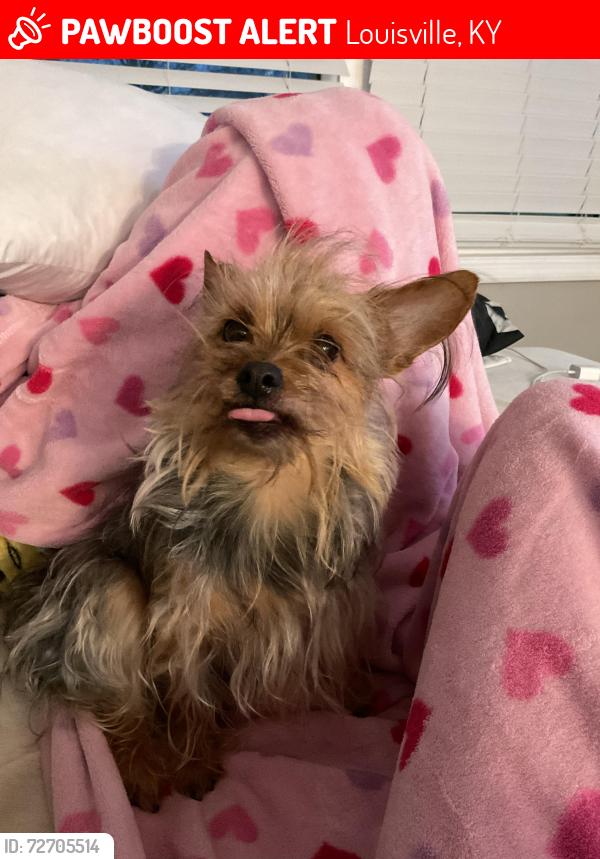 Lost Female Dog last seen Near willow creek drive , Louisville, KY 40219
