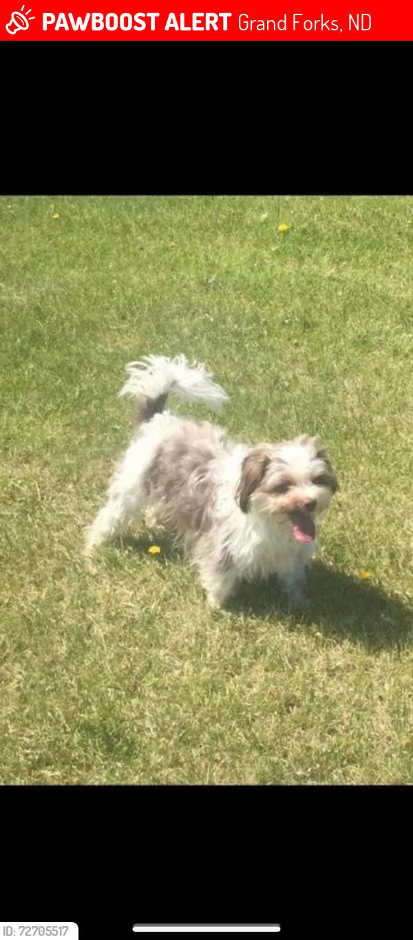 Lost Male Dog last seen Acme tool shop , Grand Forks, ND 58203