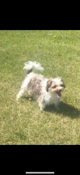 Lost Male Dog last seen Acme tool shop , Grand Forks, ND 58203