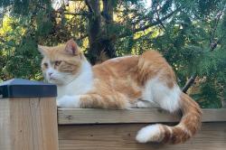 Lost Male Cat last seen Dundas and 8th Line, Oakville, ON L6H 7H5