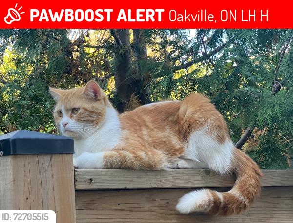 Lost Male Cat last seen Dundas and 8th Line, Oakville, ON L6H 7H5