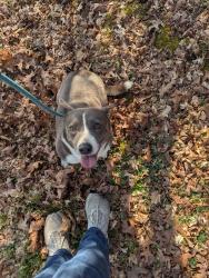 Found/Stray Female Dog last seen County road 233 , Rainsville, AL 35986