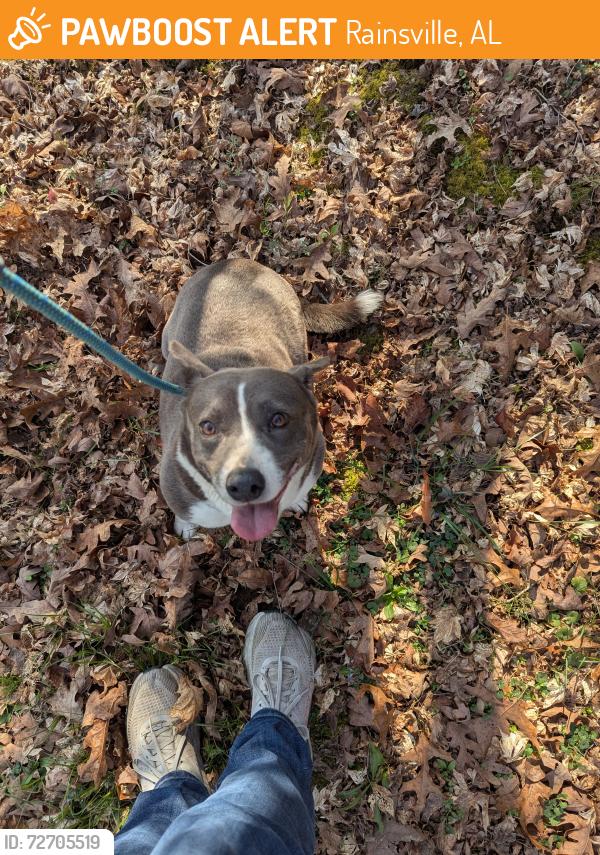 Found/Stray Female Dog last seen County road 233 , Rainsville, AL 35986