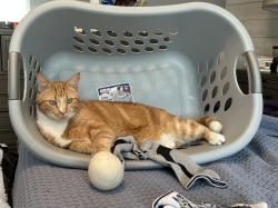 Lost Male Cat last seen OTOW, On Top of the World, FL 34481