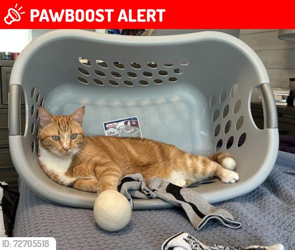 Lost Male Cat last seen OTOW, On Top of the World, FL 34481