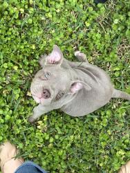 Lost Female Dog last seen Walden Forest Dr , Atascocita, TX 77346