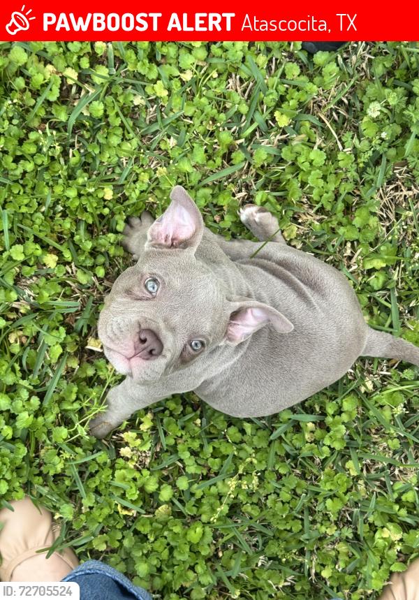 Lost Female Dog last seen Walden Forest Dr , Atascocita, TX 77346