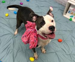 Shelter Stray Female Dog last seen Near BLOCK GREENFIELD, DETROIT MI 48228, Detroit, MI 48211